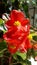 Begonia beautiful red flowers