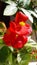 Begonia beautiful red flowers