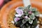 Begonia or Begonia Non Stop Mocca or Begonia maculata ,Begonia Maculata Wightii plant and begonia flower