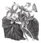 Begonia or Begoniaceae flower, vintage engraving