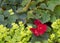 Begonia blooming in a backyard garden