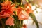 Begonia blooming with pink flowers. Exotic plant