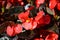 Begonia blossoms with red petals and yellow stamens in sunny day