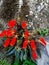 Begonia boliviensis also known as bolivian sunset flower