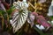 Begonia Brevirimosa plant leaf