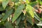 Begonia Corallina plant in the garden