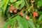 Begonia Corallina plant in Zurich in Switzerland