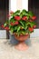 Begonia Dragon wing red plant with cascades of dangling clusters of scarlet red flowers surrounded with lush dark green leaves