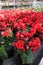 Begonia. Field with colored begonias. Spring and summer flowers. Flowers field. Floral pattern
