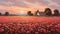 Begonia Field In Provence Morning