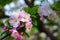 Begonia flower