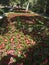 Begonia flower bed with sun and shade