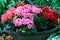 Begonia flower in flowerpot