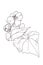 Begonia flower graphic black and white linear drawing