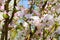 Begonia flower (Malus spectabilis)