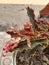 Begonia flower ornamental plants in the yard