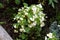 Begonia flowering ornamental plant growing in shape of small bush with white flowers surrounded with green leaves and wet soil