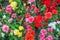 Begonia flowers