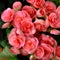 Begonia flowers