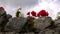 Begonia flowers on the stone wall