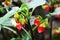 Begonia foliosa care in the Butchart Garden