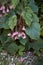 Begonia grandis in bloom