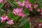 Begonia grandis Dry