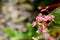 begonia grandis pink teardrops on blurred background