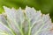 Begonia, green leaves close-up, natural light