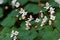 Begonia growing on rocks