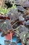 begonia house plants on pot in nursery