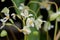 Begonia x hybrida, Baby Wing White flower with yellow stamen in