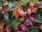 Begonia hybrida Dragon wing