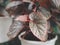 Begonia leaves in plant pot