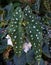 Begonia Maculata, Polka dot Begonia