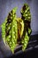 Begonia Maculata var. `Wightii` plant.