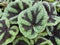 Begonia masoniana leaves background