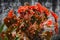 Begonia Mazae Nigricans with darkred, soft-leaves