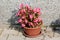 Begonia perennial flowering ornamental plant with pink flowers and yellow center planted in plastic flower pot on stone tiles