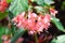 Begonia or pink flower begonia