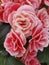 Begonia pink flower fresh vivid