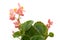 Begonia plant with pink flowers on white background.