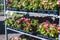 Begonia plants with flowers in pots