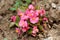 Begonia plants growing in shape of small bush with pink flowers and yellow center surrounded with light green leaves and dry soil