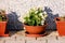 Begonia plants growing in shape of small bush with white flowers and yellow center surrounded with light green leaves