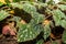 Begonia Pustulata plant in Zurich in Switzerland