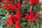 Begonia Red Cascade