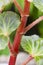 Begonia, red stem, close-up, natural lighting