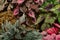 Begonia Rex Leaf Top View Background. Garden Begonia-rex Leaves And Branch Background, Top View