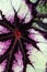 Begonia rex `Mikado` Leaf